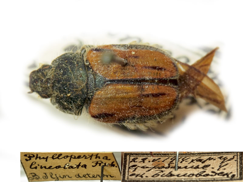 Blitopertha lineolata (Fischer von Waldheim, 1824)